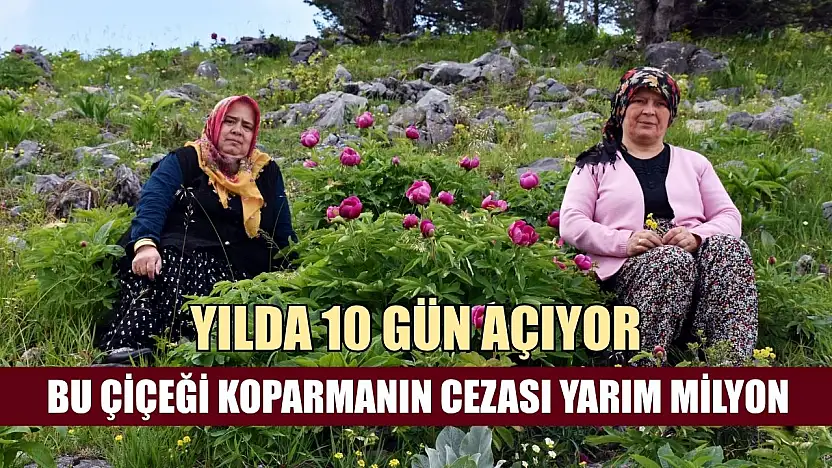 Yılda 10 gün açıyor: Bu çiçeği koparmanın cezası yarım milyon