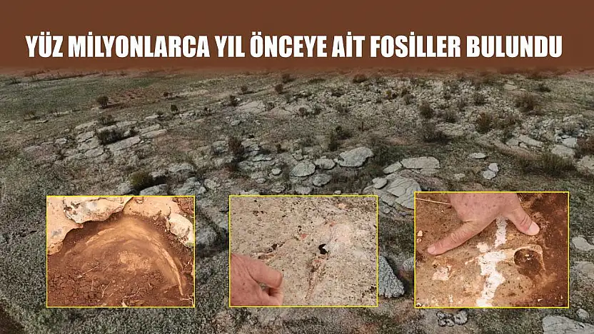 Yüz milyonlarca yıl önceye ait fosiller bulundu