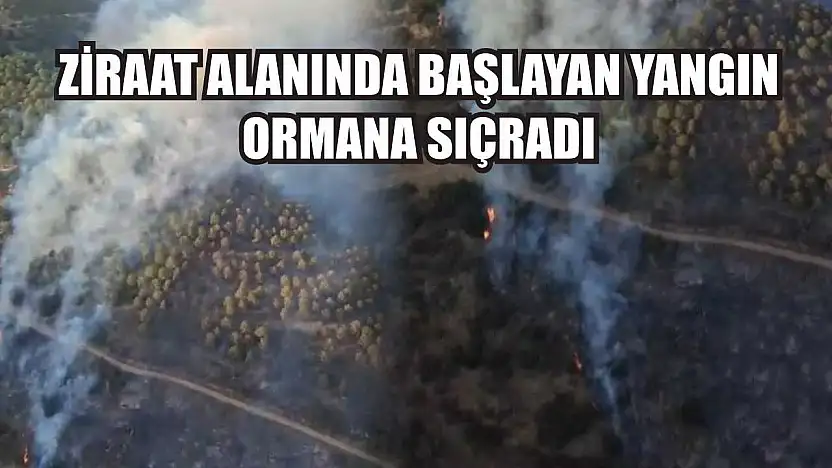 Ziraat alanında başlayan yangın ormana sıçradı
