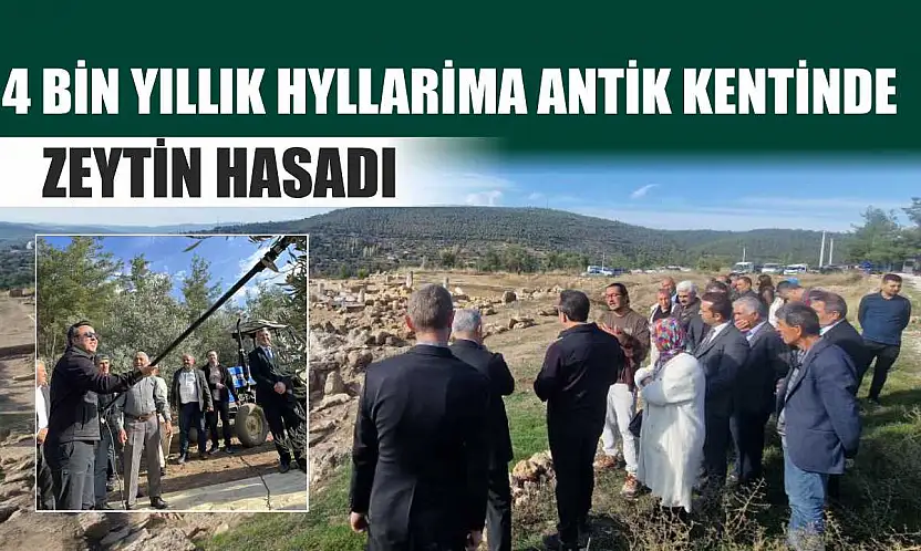 4 bin yıllık Hyllarima Antik Kentinde Zeytin hasadı