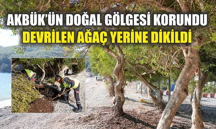 Akbük'ün Doğal Gölgesi Korundu: Devrilen Ağaç Yerine Dikildi