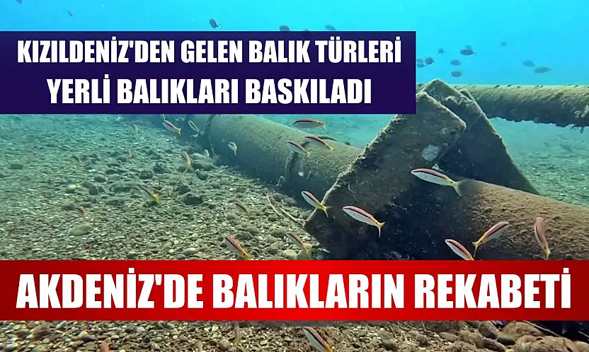 Akdeniz'de balıkların rekabeti: Kızıldeniz'den gelen balık türleri, yerli balıkları baskıladı