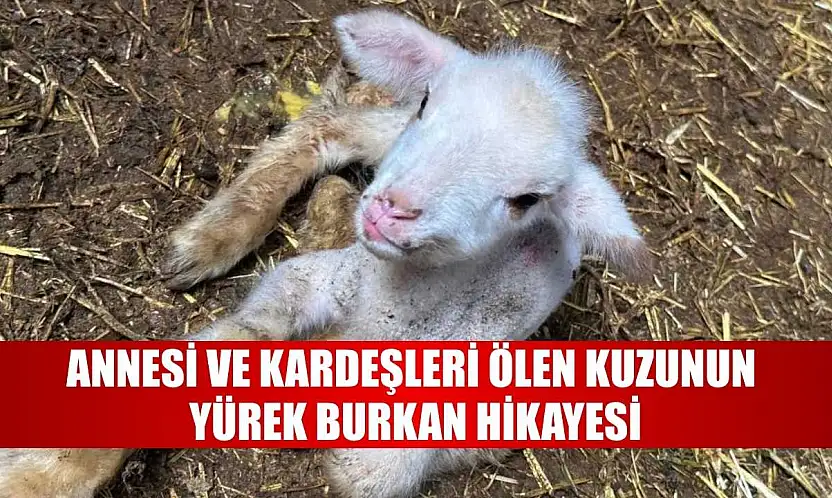 Annesi ve kardeşleri ölen kuzunun yürek burkan hikayesi