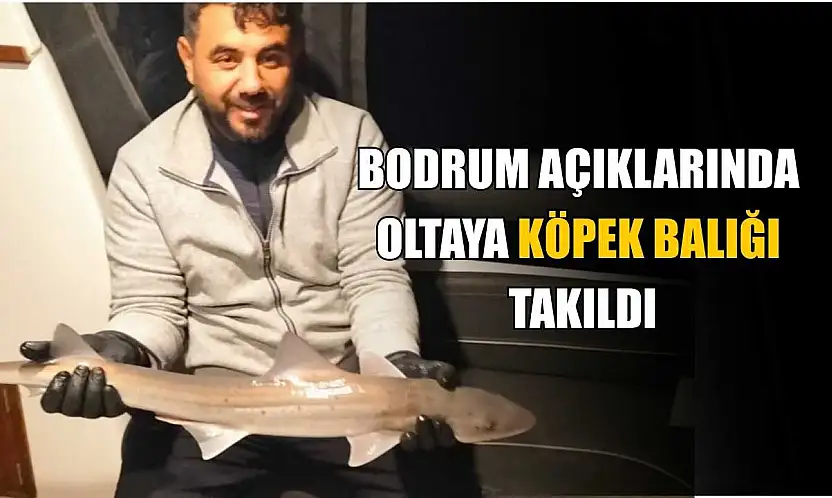 Bodrum açıklarında oltaya köpek balığı takıldı