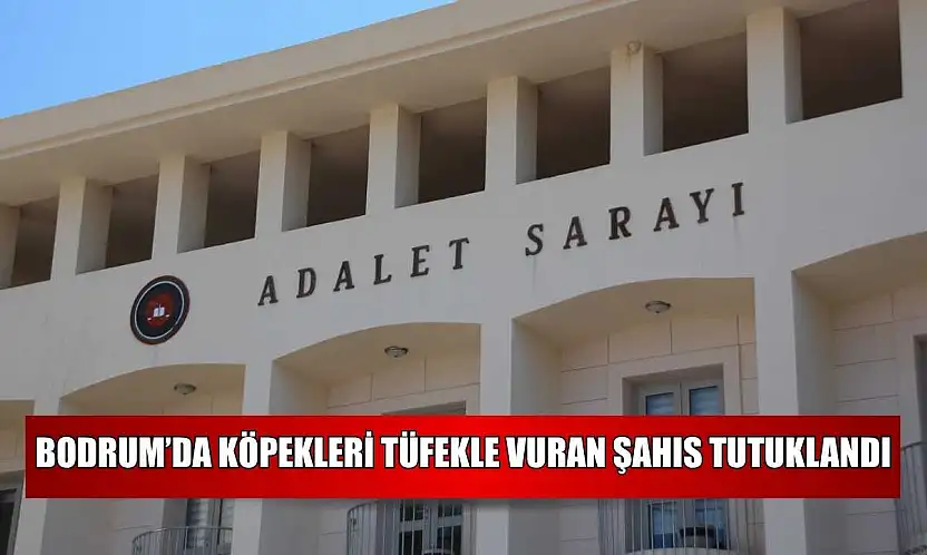 Bodrum'da köpekleri tüfekle vuran şahıs tutuklandı