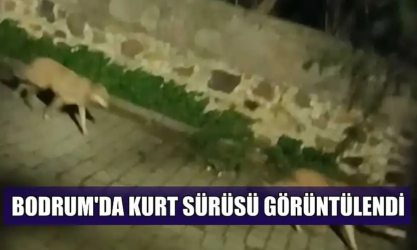 Bodrum'da kurt sürüsü görüntülendi