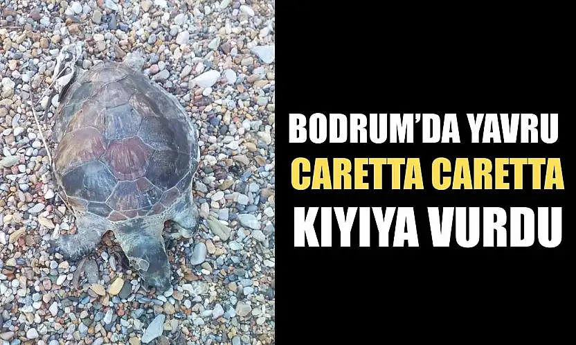 Bodrum'da yavru caretta caretta kıyıya vurdu