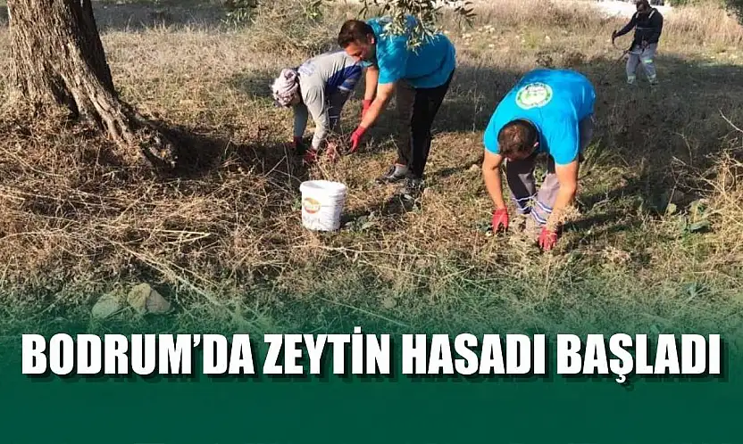 Bodrum'da zeytin hasadı başladı