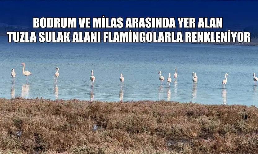 Bodrum ve Milas arasında yer alan Tuzla Sulak Alanı flamingolarla renkleniyor