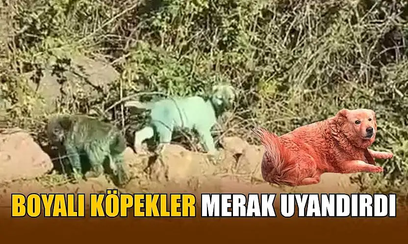 Boyalı köpekler merak uyandırdı