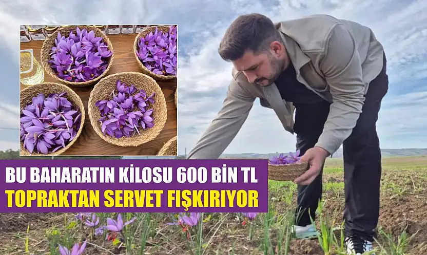 Bu baharatın kilosu 600 bin TL: Topraktan servet fışkırıyor