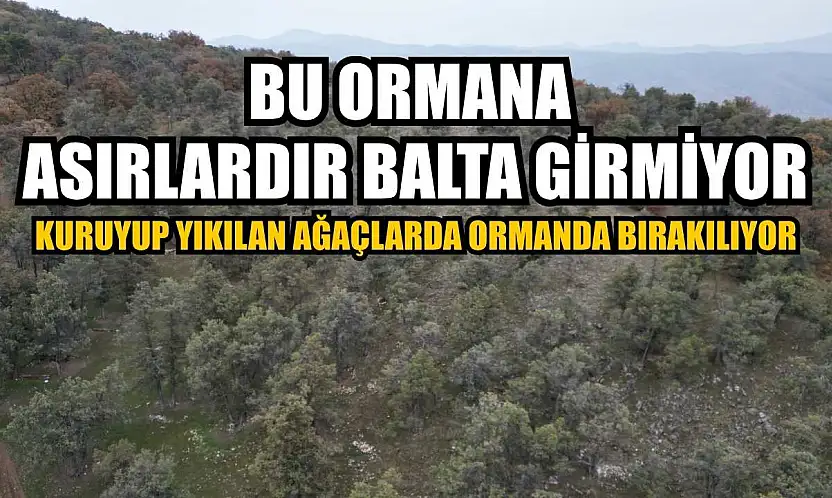 Bu ormana asırlardır balta girmiyor, kuruyup yıkılan ağaçlarda ormanda bırakılıyor