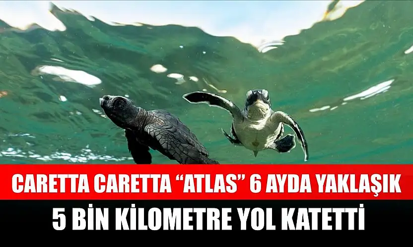 Caretta caretta 'Atlas' 6 ayda yaklaşık 5 bin kilometre yol katetti