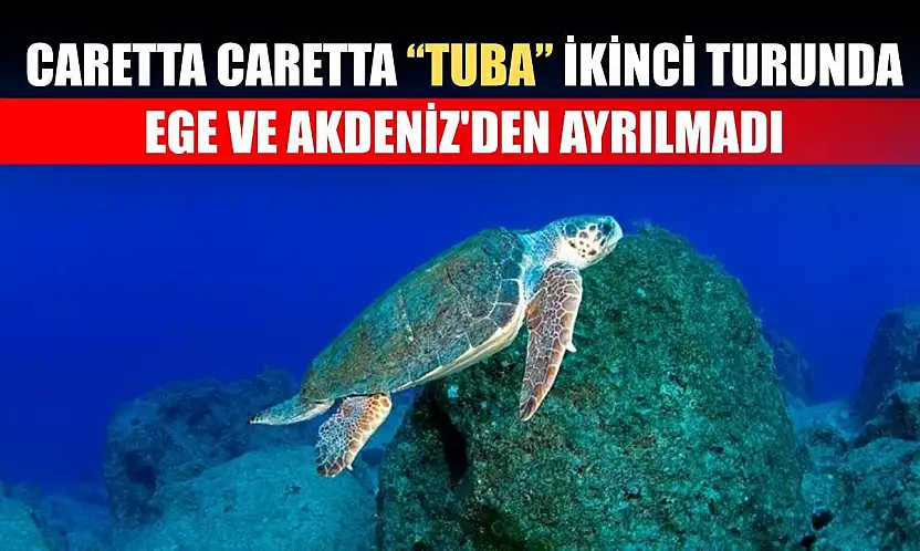 Caretta caretta 'Tuba' ikinci turunda Ege ve Akdeniz'den ayrılmadı