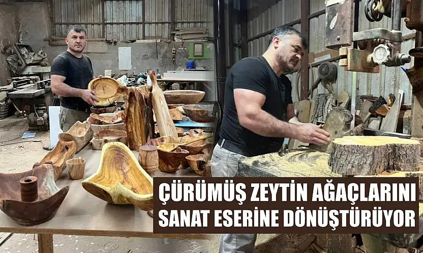 Çürümüş zeytin ağaçlarını sanat eserine dönüştürüyor