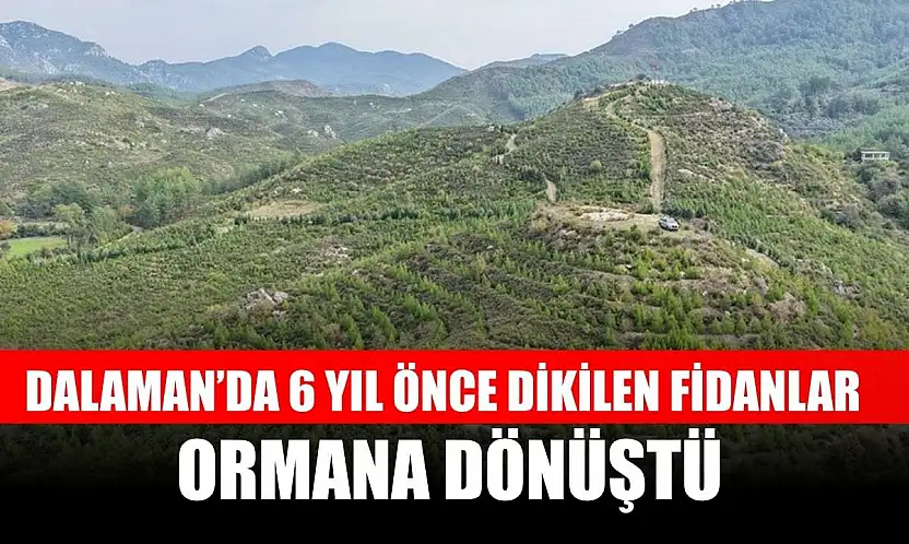 Dalaman'da 6 yıl önce dikilen fidanlar ormana dönüştü