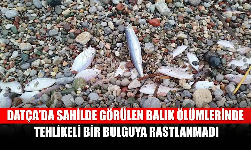 Datça'da sahilde görülen balık ölümlerinde tehlikeli bir bulguya rastlanmadı
