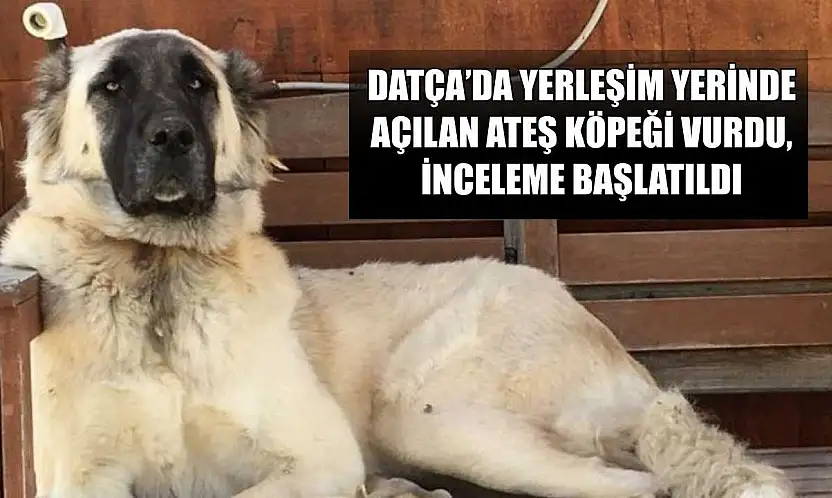 Datça'da yerleşim yerinde açılan ateş köpeği vurdu, inceleme başlatıldı