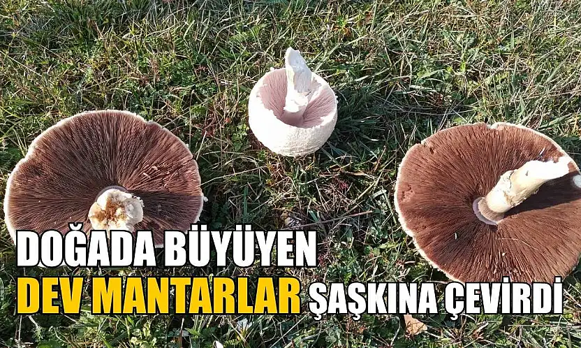 Doğada büyüyen dev mantarlar şaşkına çevirdi