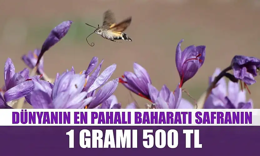 Dünyanın en pahalı baharatı safranın 1 gramı 500 TL