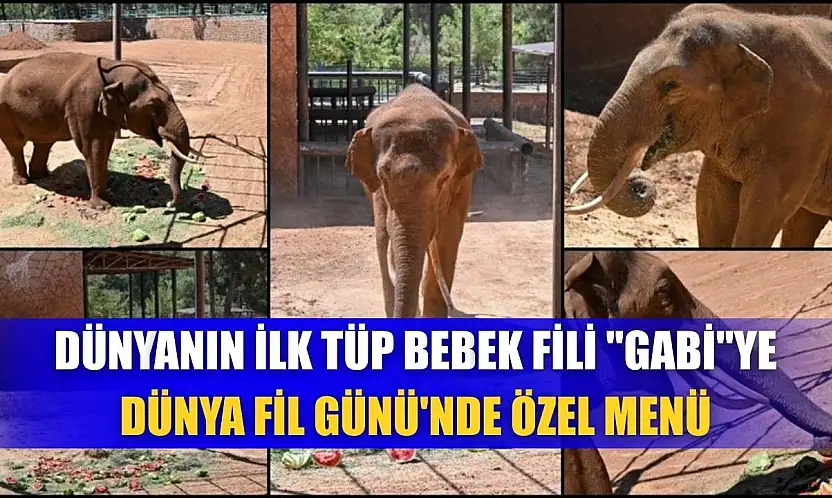 Dünyanın ilk tüp bebek fili 'Gabi'ye Dünya Fil Günü'nde özel menü