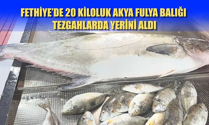 Fethiye'de 20 kiloluk Akya Fulya balığı tezgahlarda yerini aldı