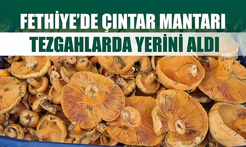 Fethiye'de Çıntar Mantarı Tezgahlarda Yerini Aldı