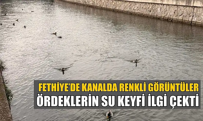 Fethiye'de kanalda renkli görüntüler: Ördeklerin su keyfi ilgi çekti
