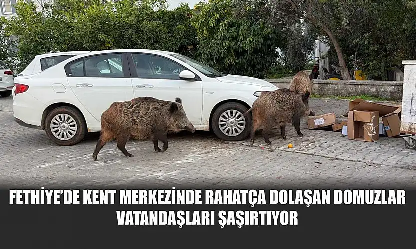 Fethiye'de kent merkezinde rahatça dolaşan domuzlar vatandaşları şaşırtıyor
