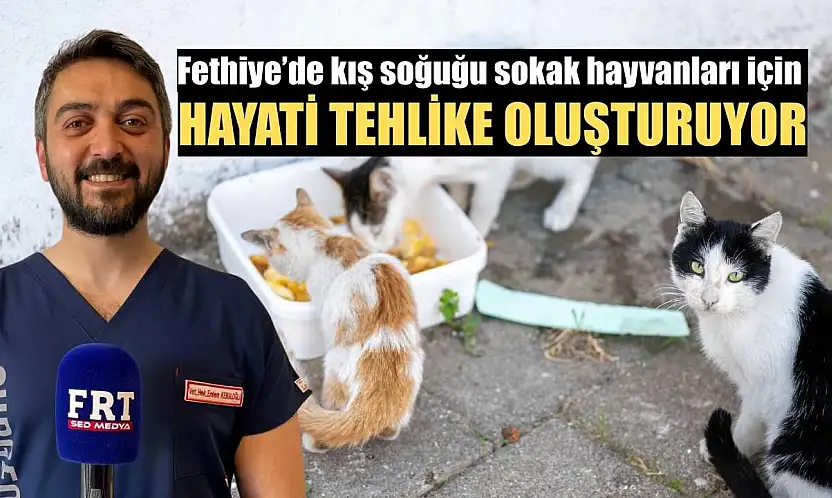 Fethiye'de kış soğuğu sokak hayvanları için hayati tehlike oluşturuyor