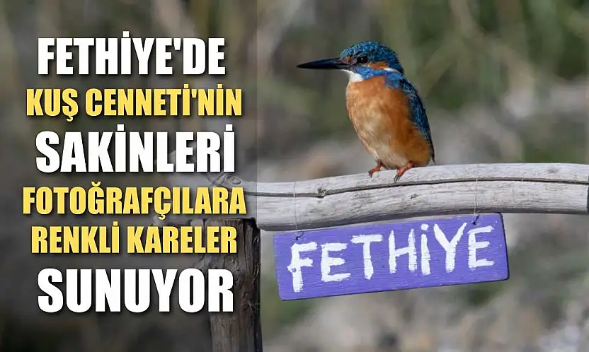 Fethiye'de Kuş Cenneti'nin sakinleri, fotoğrafçılara renkli kareler sunuyor