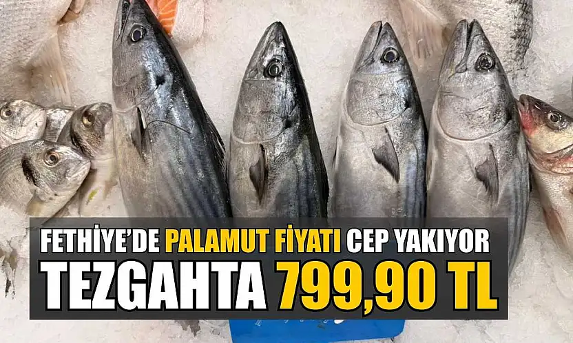 Fethiye'de palamut fiyatı cep yakıyor: Tezgahta 799,90 TL