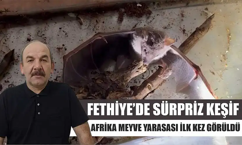 Fethiye'de Sürpriz Keşif: Afrika Meyve Yarasası İlk Kez Görüldü