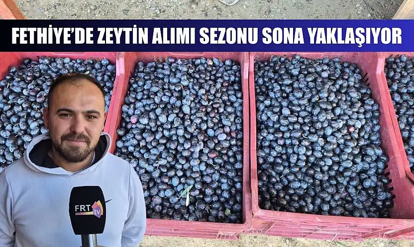 Fethiye'de zeytin alımı sezonu sona yaklaşıyor