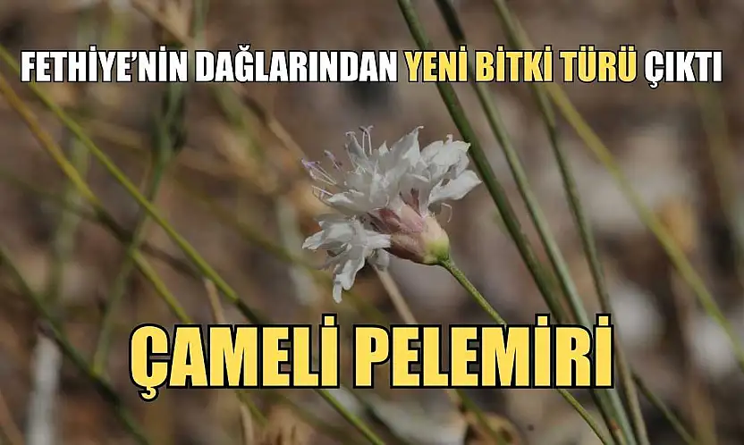 Fethiye'nin dağlarından yeni bitki türü çıktı: Çameli pelemiri