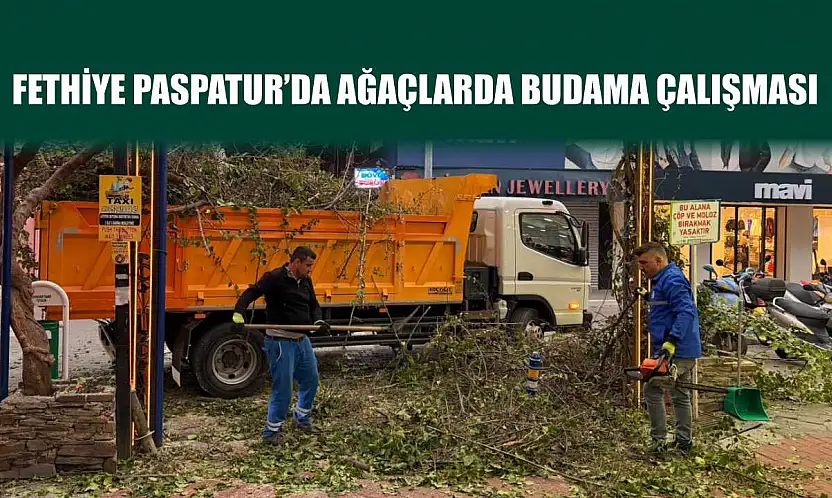 Fethiye Paspatur'da ağaçlarda budama çalışması