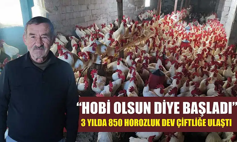 'Hobi Olsun Diye Başladı' 3 Yılda 850 Horozluk Dev Çiftliğe Ulaştı