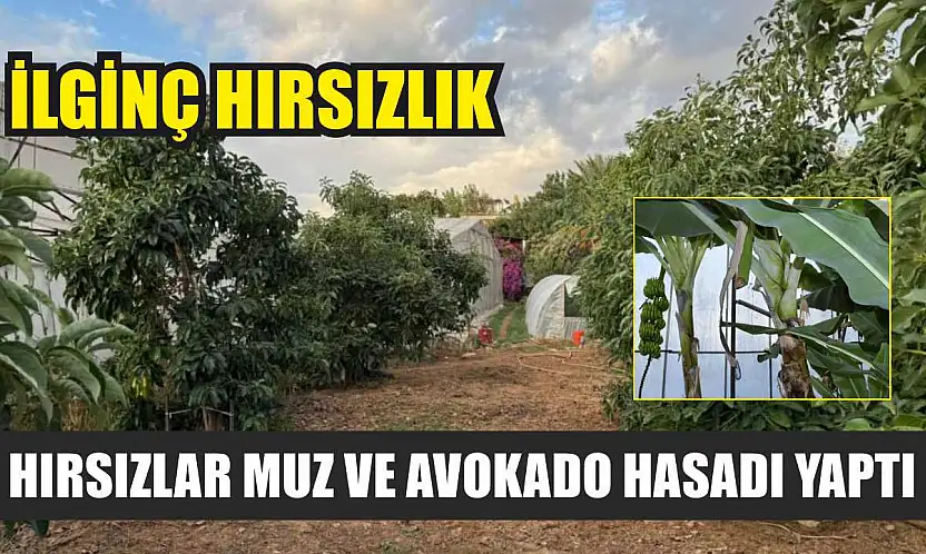 İlginç hırsızlık: Hırsızlar muz ve avokado hasadı yaptı