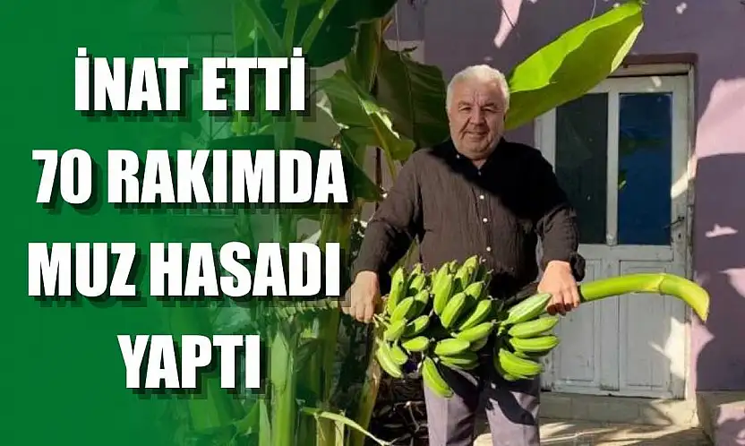 İnat etti, 70 rakımda muz hasadı yaptı