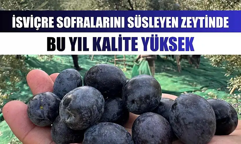 İsviçre sofralarını süsleyen zeytinde bu yıl kalite yüksek