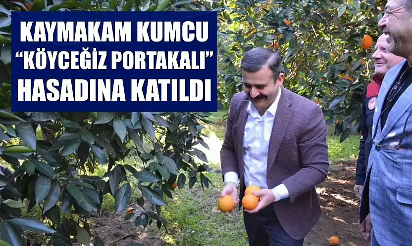 Kaymakam Kumcu, 'Köyceğiz Portakalı' hasadına katıldı