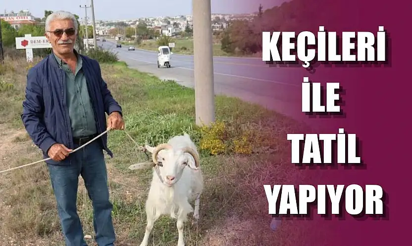 Keçileri ile tatil yapıyor
