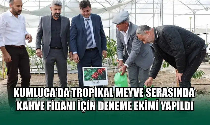 Kumluca'da tropikal meyve serasında kahve fidanı için deneme ekimi yapıldı