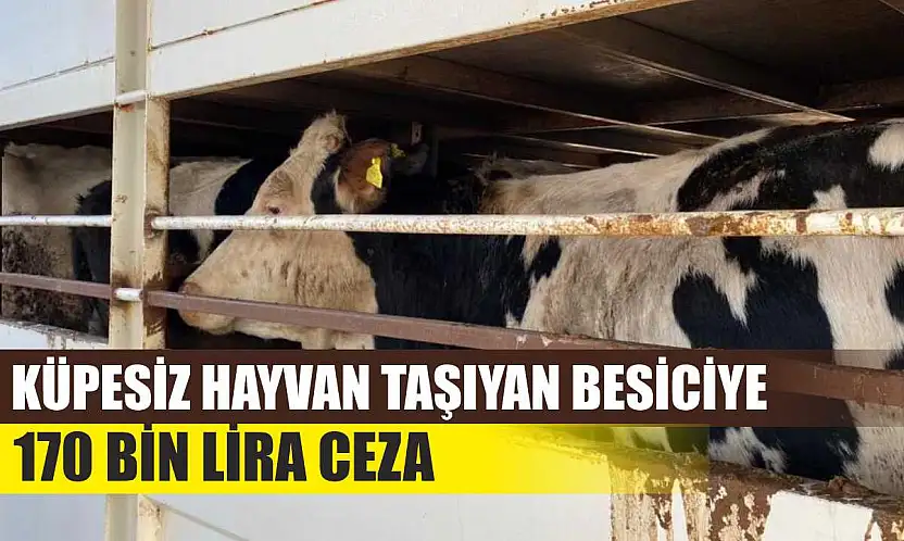Küpesiz Hayvan Taşıyan Besiciye 170 Bin Lira Ceza