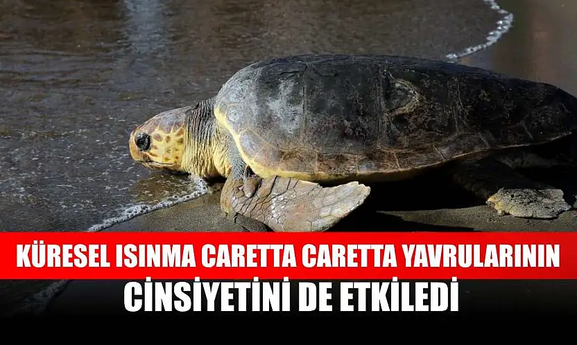 Küresel ısınma caretta caretta yavrularının cinsiyetini de etkiledi