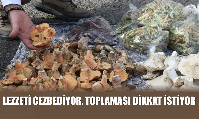 Lezzeti cezbediyor, toplaması dikkat istiyor