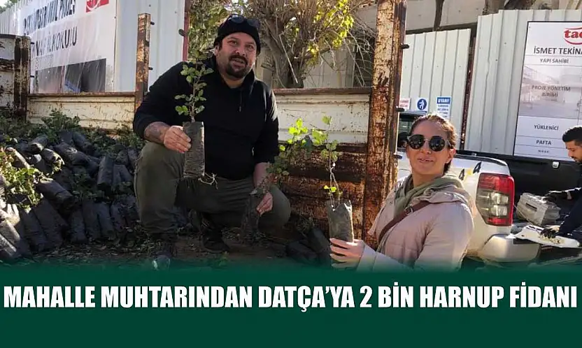 Mahalle muhtarından Datça'ya 2 bin harnup fidanı