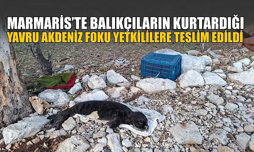 Marmaris'te balıkçıların kurtardığı yavru Akdeniz Foku yetkililere teslim edildi
