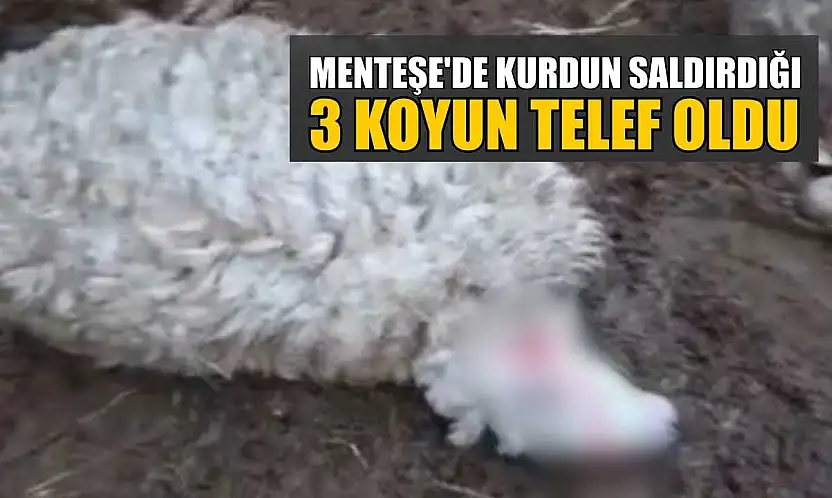 Menteşe'de kurdun saldırdığı 3 koyun telef oldu