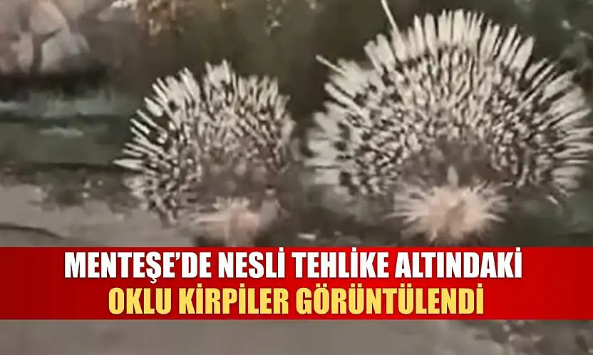 Menteşe'de Nesli Tehlike Altındaki Oklu Kirpiler Görüntülendi
